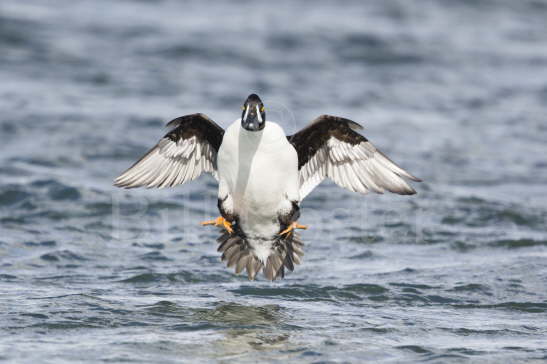 Long-tailed Duck landing