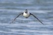 Barrow's Goldeneye