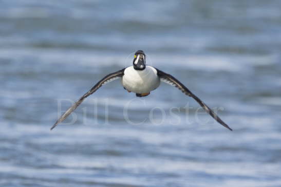 Barrow's Goldeneye