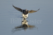 Long-tailed Duck landing