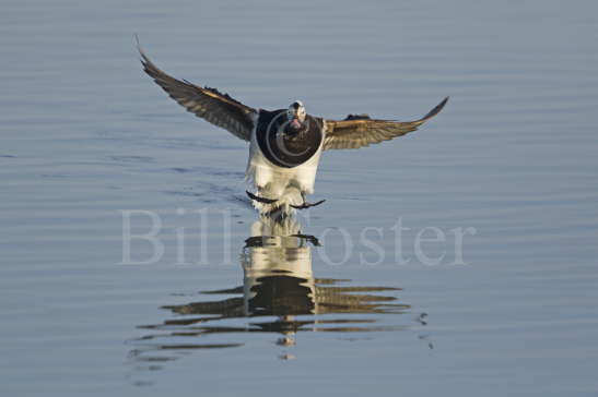 Long-tailed Duck landing
