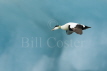 Common Eider Duck and iceberg