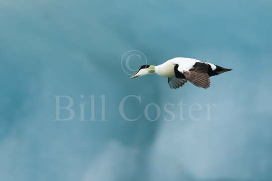 Common Eider Duck and iceberg