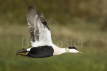 Common Eider Duck