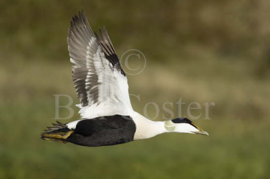 Common Eider Duck