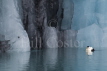 Common Eider Duck and iceberg