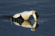 Common Eider Duck diving
