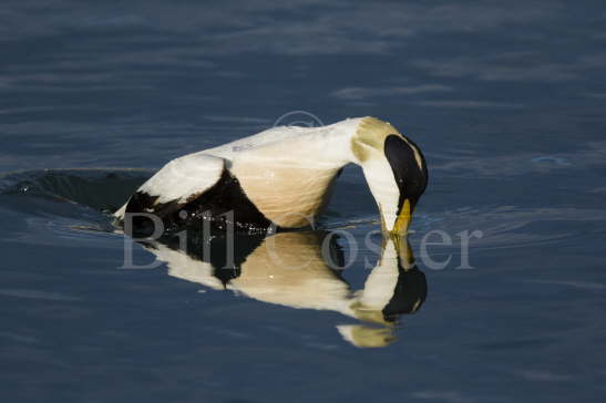 Common Eider Duck diving