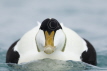 Common Eider Duck
