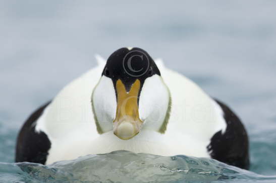 Common Eider Duck