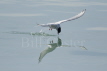 Arctic Tern fishing