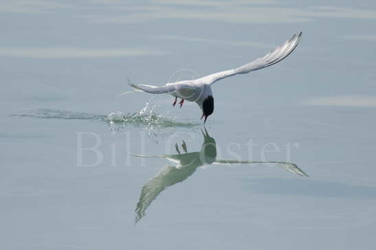 Arctic Tern fishing