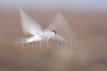 Arctic Tern 