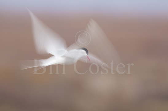 Arctic Tern 