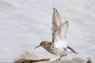 Purple Sandpiper
