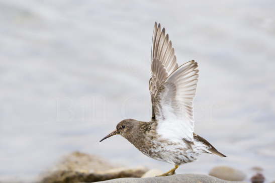 Purple Sandpiper