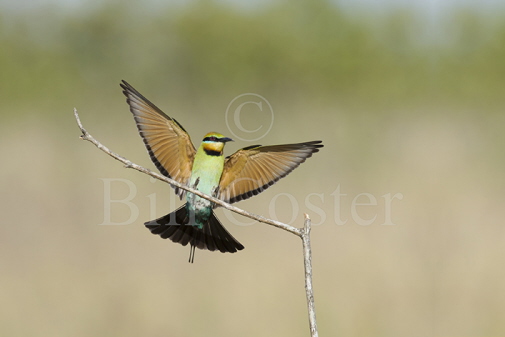 Rainbow Bee Eater