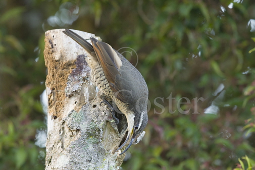 Paradise Riflebird 