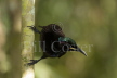 Victoria's Riflebird Male