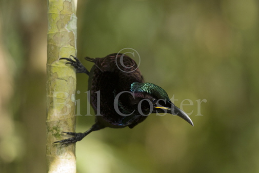 Victoria's Riflebird Male