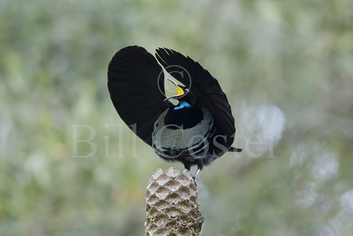 Victoria's Riflebird Male Displaying