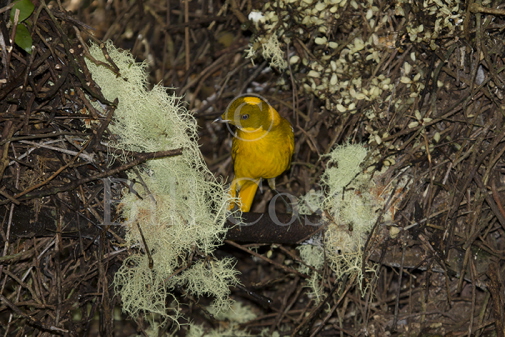 Golden Bowerbird at Bower