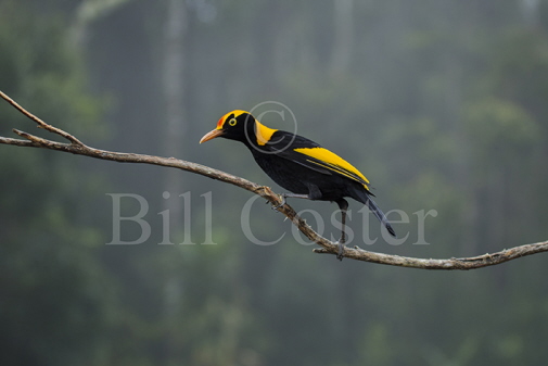 Regent Bowerbird