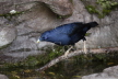 Satin Bowerbird