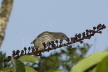 Tooth-billed Bowerbird 