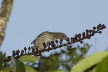 Tooth-billed Bowerbird