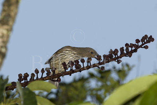 Tooth-billed Bowerbird 