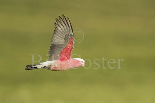 Galah