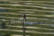 Little Black Cormorant