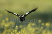 Australian Magpie