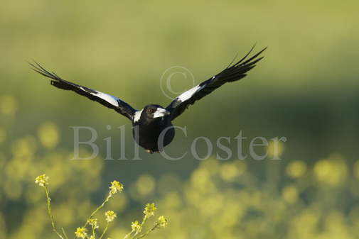 Australian Magpie