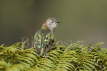Shining Bronze Cuckoo 