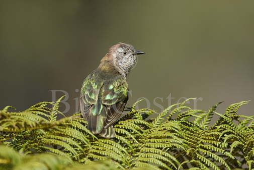 Shiny Bronze Cuckoo