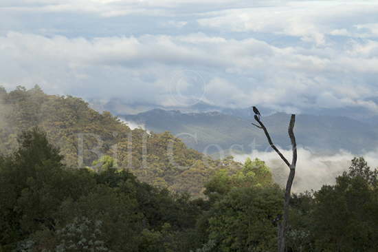 Pied Currawong & Mountains