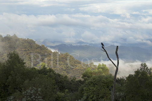 Pied Currawong & Mountains