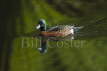Chestnut Teal