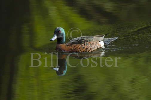 Chestnut Teal