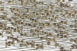 Plumed Whistling Duck