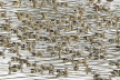 Plumed Whistling Ducks