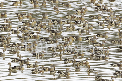 Plumed Whistling Duck