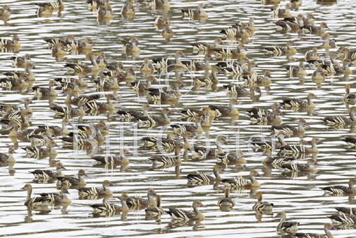 Plumed Whistling Ducks