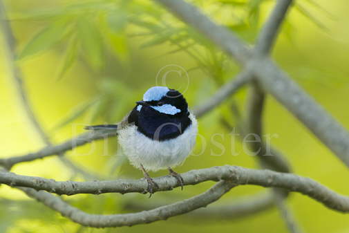 Superb Fairywren