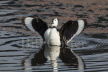 Cotton Pygmy Goose