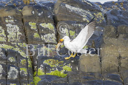 Pacific Gull & Crab