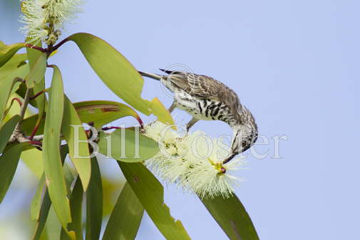 Bar-breasted Honeyeater 