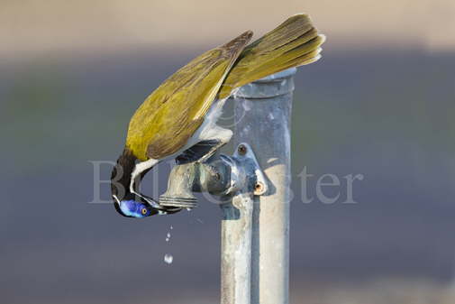 Blue-faced Honeyeater